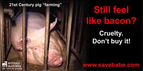 This is intensive pig farming in Australia - Don't buy cruelty. Savebabe.com